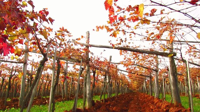 Trellis in Carst region with terra rosa soil - tilt down