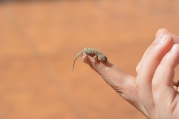 Gecko on the small finger of the boy's hand
