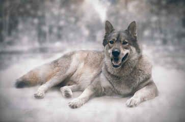 Wolf/Happy of wolf on snow background.