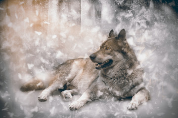 Fototapeta na wymiar Wolf/Brown wolf on snow background.