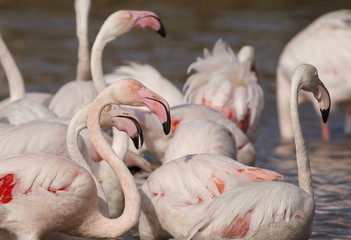 Beautiful flamingos