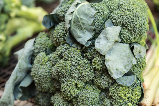 Fresh broccoli an option for a good diet