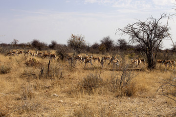 Fototapeta na wymiar Springbok, Antidorcas marsupialis, in the Namibian bush