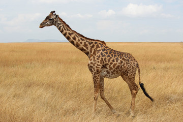 Girafe - Masai Mara