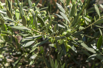 Olive trees with green olives and blue sky
