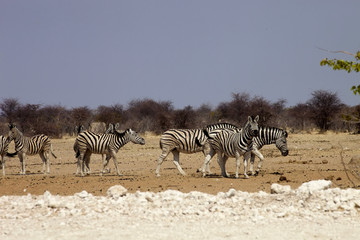 Fototapeta na wymiar Damara zebra, Equus burchelli antiquorum, in the bush Namibia