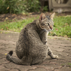 Portrait of cat/Portrait of cat looking something.