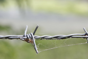 barbed Wire.

