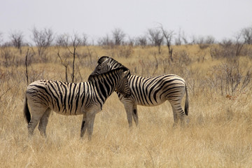 Damara zebra, Equus burchelli antiquorum, in the bush Namibia