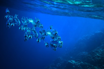 Makrelen im blauen Meer – Schwarm