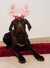 Dog as christmas reindeer