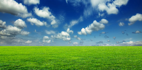 Young green wheat field