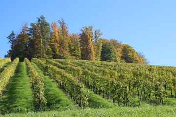 Fototapeta na wymiar Herbstlandschaft in der Steiermark / Schönegg