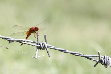 Dragonfly in nature.

