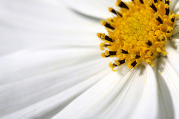 white daisy macro