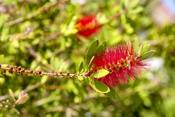 Mimosa tree with beautiful red flowers and green leafs