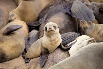 Naklejka premium baby Brown fur seal, colonies of Cape Cross, Namibia