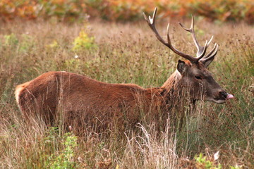 Red deer hidden in long grass at Bushy Park