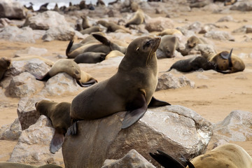 Fototapeta premium Brown fur seal colonies in at the Cape Cross, Namibia