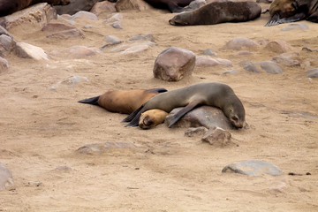 Brown fur seal colonies in the foreground young cros Cape, Namibia