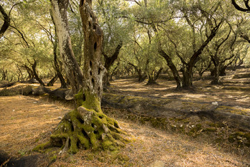 Olive trees with green olives and blue sky