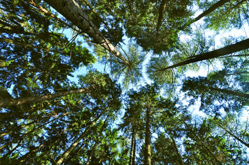 Obraz premium Pine trees of forest