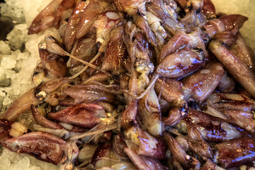 Close up of fresh squid on ice pathway
