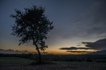 Albero solitario