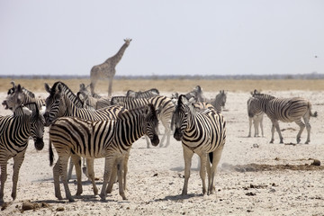 Obraz na płótnie Canvas Damara zebra, Equus burchelli antiquorum, at the waterhole, Namibia