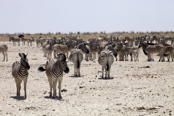 Damara zebra, Equus burchelli antiquorum, at the waterhole, Namibia