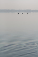 Obraz na płótnie Canvas drei Schwäne auf dem See