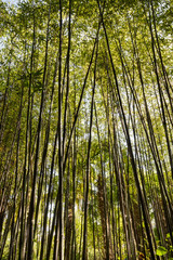 Fototapeta na wymiar Close-up of a bamboo forest at the arboretum in Trsteno, Croatia.
