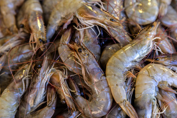 Close up of fresh shrimp on ice patway