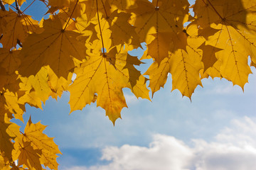 yellow maple leaves against the sky