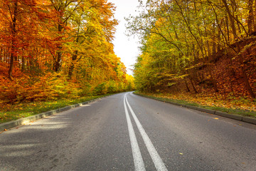 Road in the autumnal forest