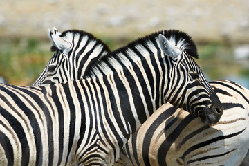 Fototapeta na wymiar Two zebras watching in different directions