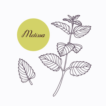 Hand drawn melissa branch with leaves isolated on white