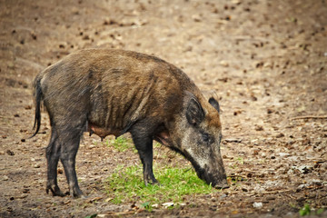 Wild boar