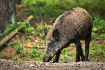Wild boar