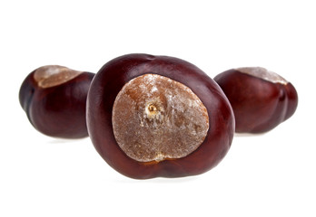 Chestnuts isolated on a white background