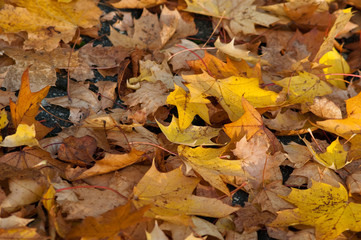 Herbstlaune