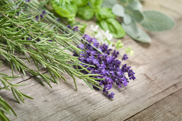 Rosmarin, Lavendel, Basilikum und Salbei