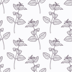 Hand drawn melissa branch outline seamless pattern - obrazy, fototapety, plakaty