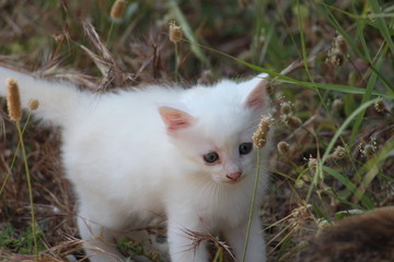 Naklejka na ściany i meble Weiße baby Katze