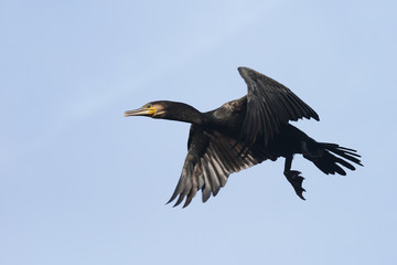 Cormorant, Phalacrocorax carbo