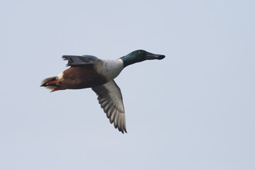 Northern Shoveler, Shoveler, Anas clypeata