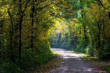 Weg durch Herbst Wald