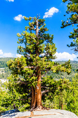 Tree at Tioga Pass, Yosemite National Park, Sierra Nevada, USA