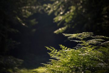 Fern in the forest
