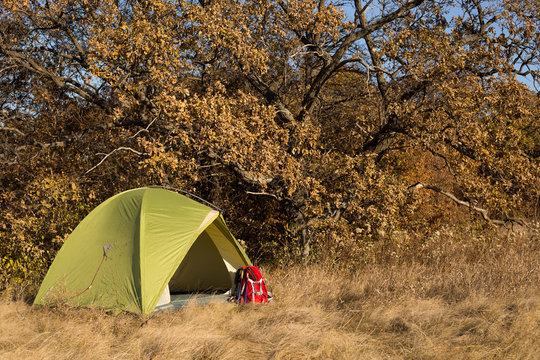 Tent Camping In Redwoods